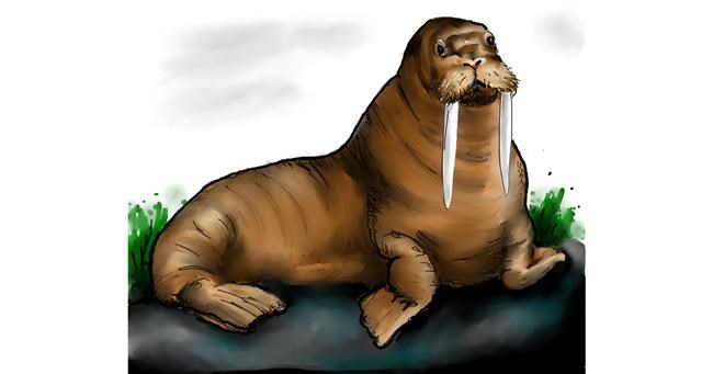 Drawing of Walrus by Audrey