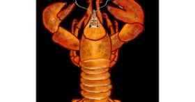 Drawing of Lobster by Snowy
