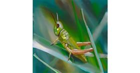 Drawing of Grasshopper by Ja