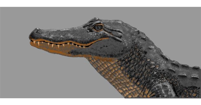 Drawing of Alligator by Kaddy
