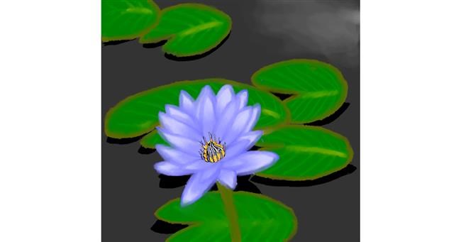 Drawing of Water lily by DivyaJose