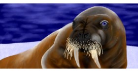 Drawing of Walrus by Temüjin