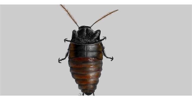 Drawing of Cockroach by Sara