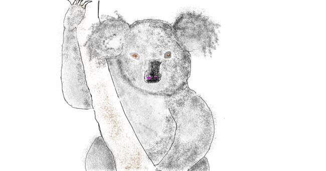 Drawing of Koala by dédé