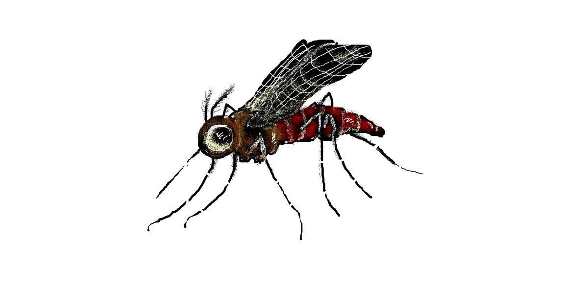 Drawing of Mosquito by hahah