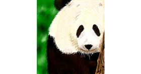 Drawing of Panda by Joze
