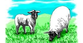 Ovca - autor: flowerpot