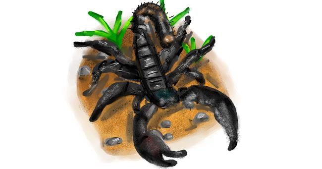 Drawing of Scorpion by Mia