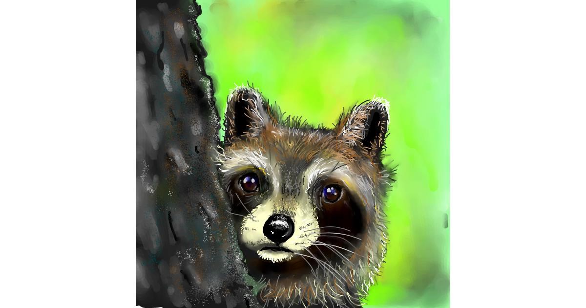 Drawing of Raccoon by Leah