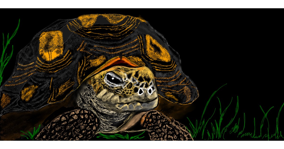 Tortoise Drawing - Gallery and How to Draw Videos!