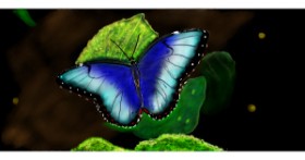 Drawing of Butterfly by Çhåching