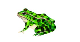 Drawing of Frog by Rose