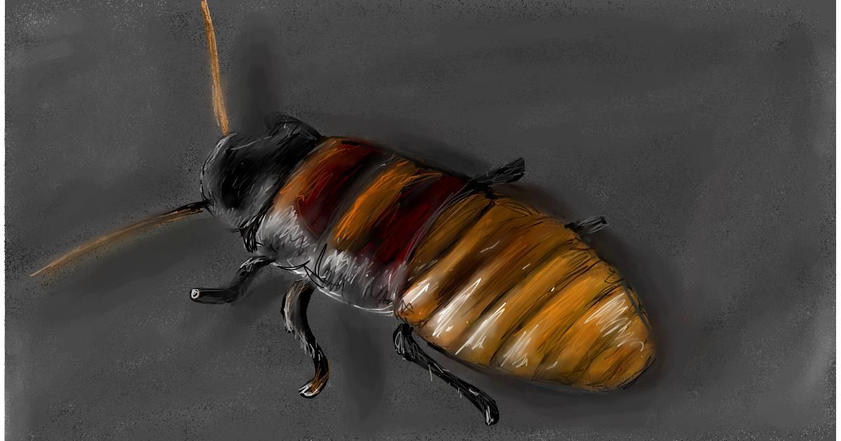 Drawing of Cockroach by Soaring Sunshine
