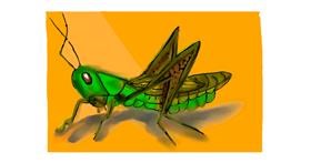 Drawing of Grasshopper by Debidolittle