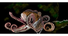 Drawing of Octopus by Çhåching