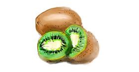 Drawing of Kiwi fruit by Suzie