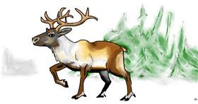 Drawing of Reindeer by Swimmer