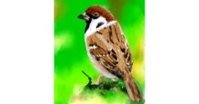 Drawing of Sparrow by Bugoy
