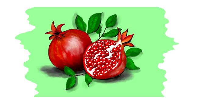 Drawing of Pomegranate by DebbyLee