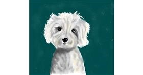 Drawing of Poodle by JSim