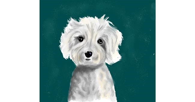 Drawing of Poodle by JSim