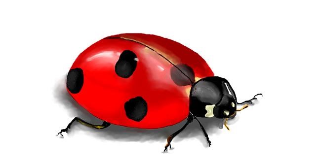 Drawing of Ladybug by DebbyLee