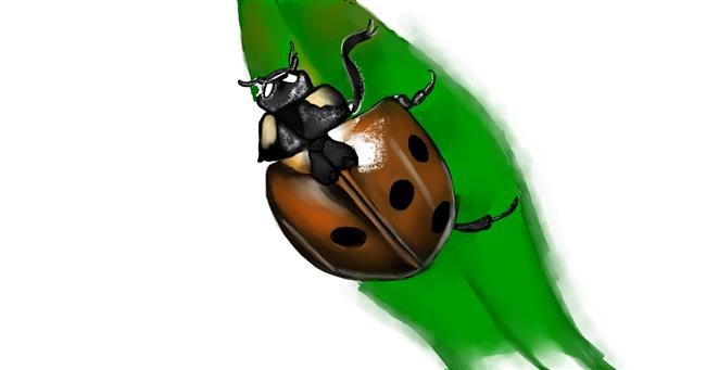 Drawing of Ladybug by Jan