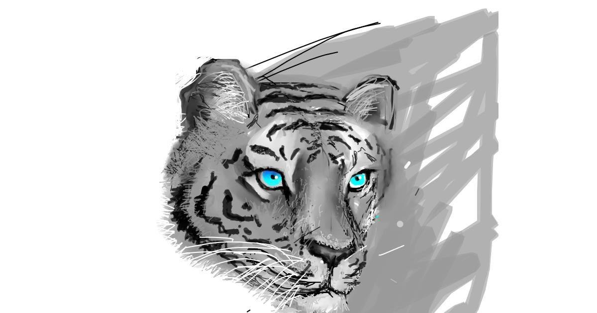 Drawing of Tiger by Andrea
