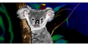 Drawing of Koala by Çhåching