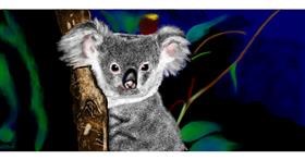 Koala - autor: Chaching