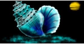 Drawing of Seashell by Eclat de Lune