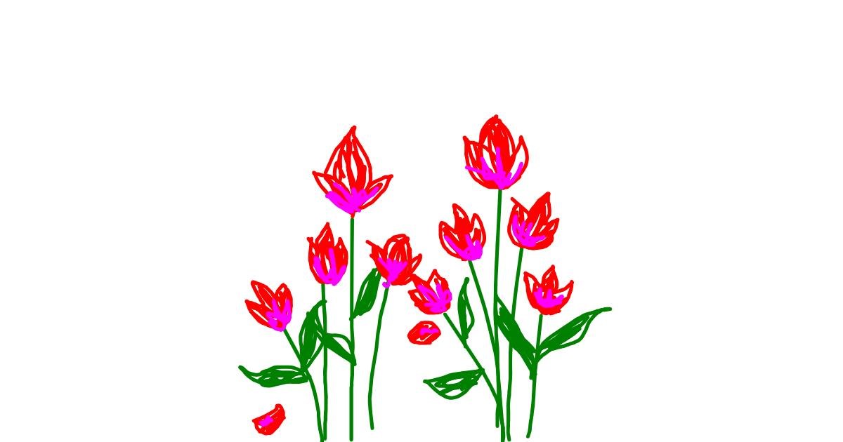 Drawing of Tulips by Sepha
