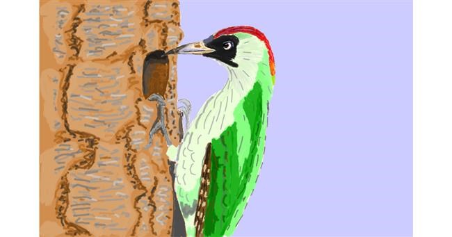 Drawing of Woodpecker by Coyote
