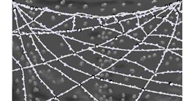 Drawing of Spider web by flowerpot