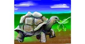 Drawing of Tortoise by Annie