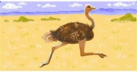 Drawing of Ostrich by shiNIN