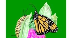 Drawing of Caterpillar by GJP