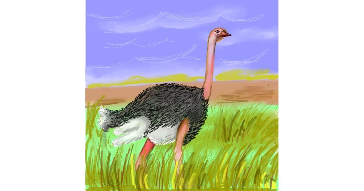 Drawing of Ostrich by Keke