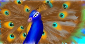Drawing of Peacock by Cat lover 2905