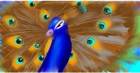 Drawing of Peacock by Cat lover 2905