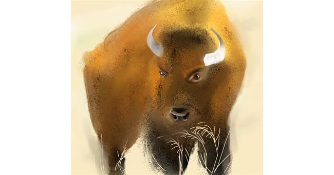 Drawing of Bison by punee