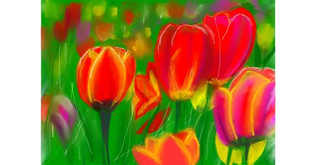 Drawing of Tulips by Pam