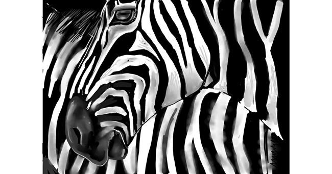 Drawing of Zebra by Rose rocket