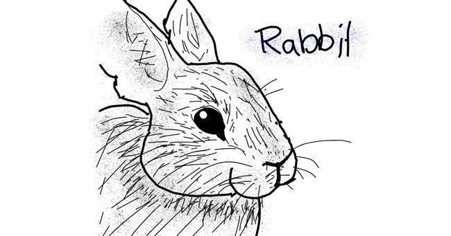Drawing of Rabbit by Panda