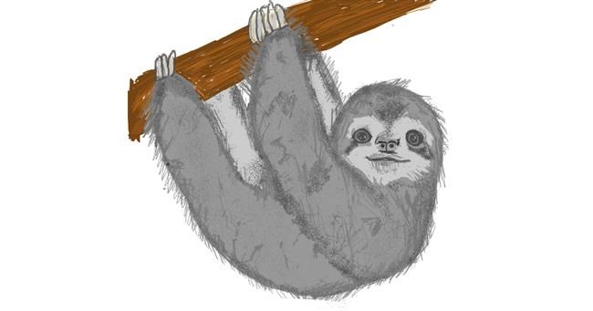 Drawing of Sloth by Kat