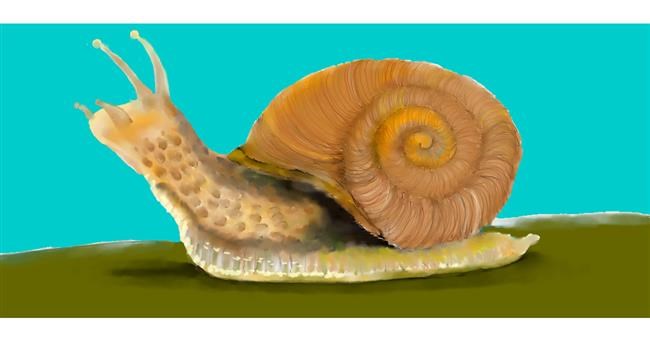 Drawing of Snail by Kim