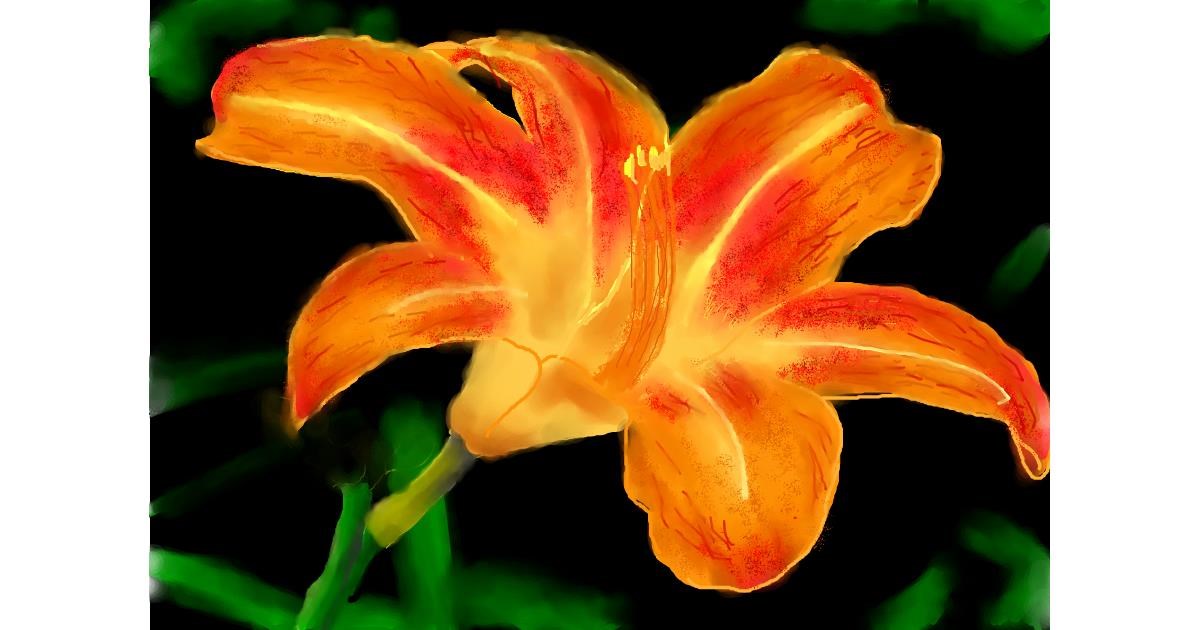 Drawing of Lily flower by Humo de copal