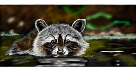 Rakun - autor: Chaching