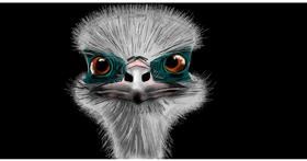 Strauss-Zeichnung von Eclat de Lune