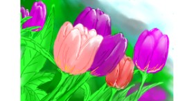 Drawing of Tulips by Kalina